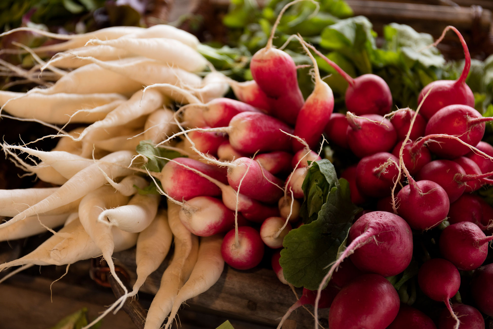 1709_Bamberg_Gaertner_2