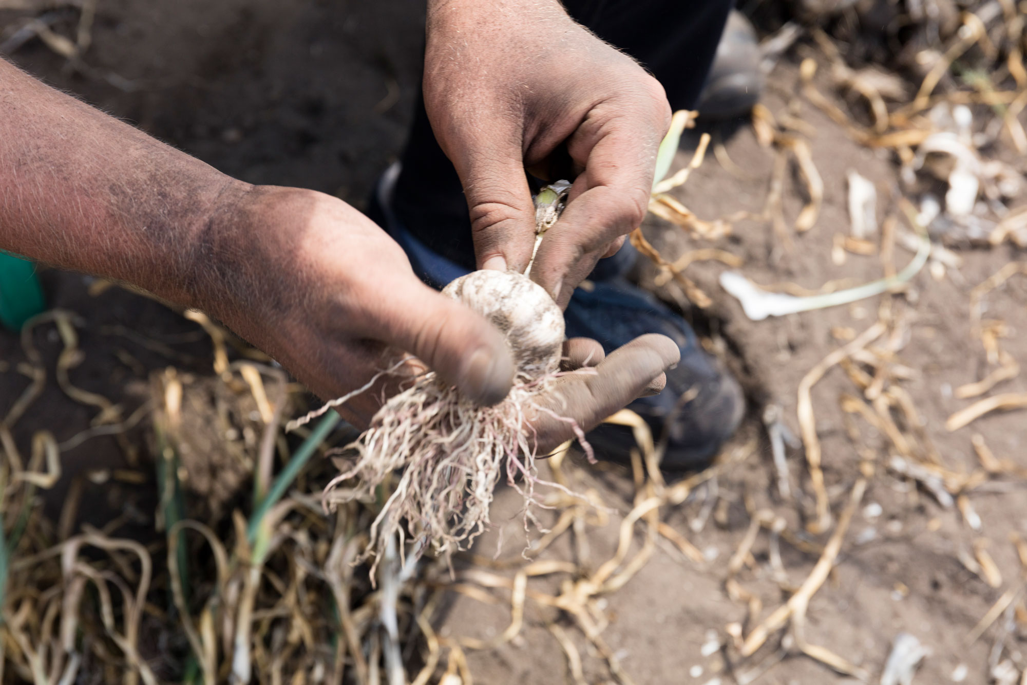 1709_Bamberg_Gaertner_4